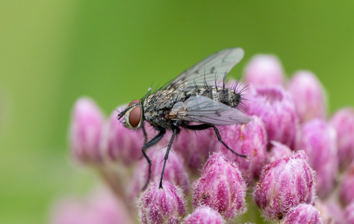 iNaturalist observation photo of Ptilodexia