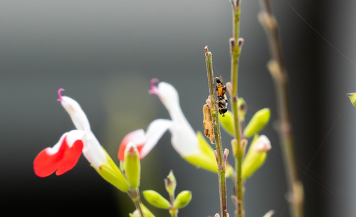 iNaturalist observation photo of Syritta
