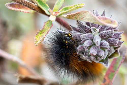 iNaturalist observation photo of Salt Marsh Moth