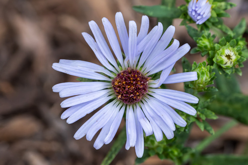 iNaturalist observation photo of annual saltmarsh aster