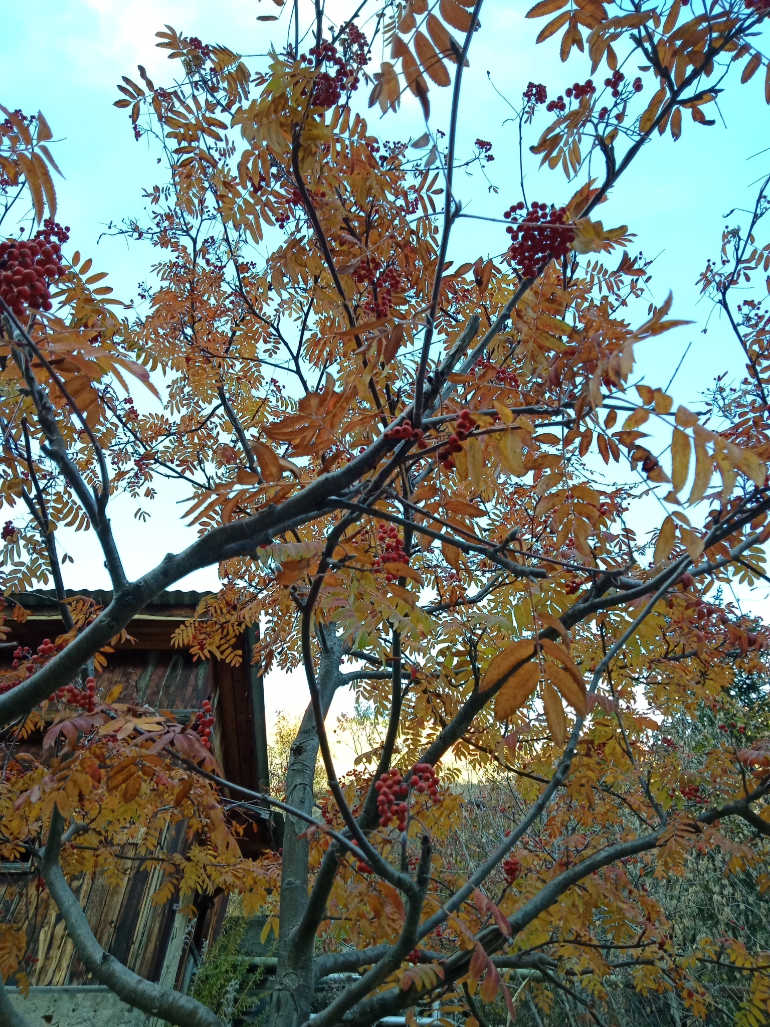 Sorbus tianschanica