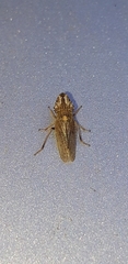 Eupelix cuspidata