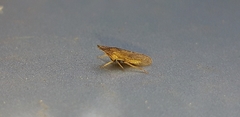 Eupelix cuspidata