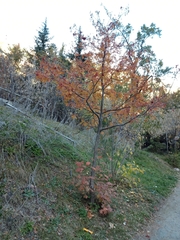 Sorbus tianschanica
