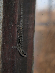 Lygodactylus angularis