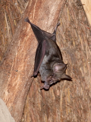 Rhinolophus hildebrandtii