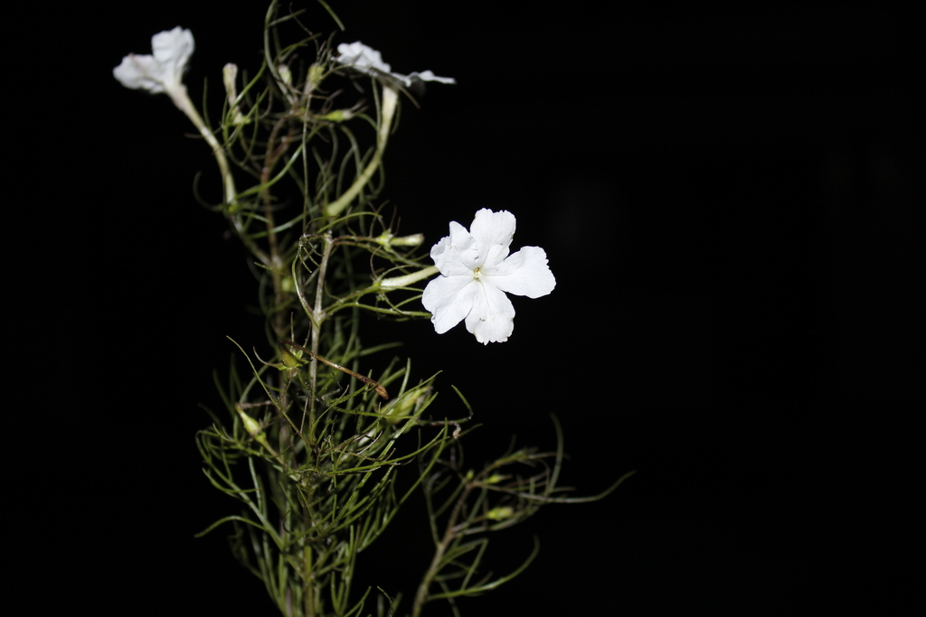 Seymeriopsis