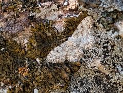 Idaea camparia