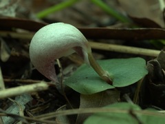 Corybas barbarae