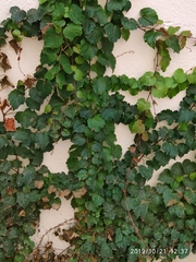 Parthenocissus tricuspidata