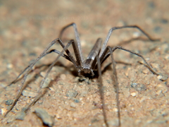 Maypacius bilineatus