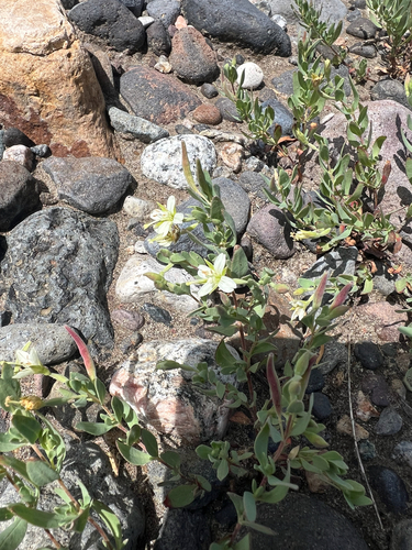 Shrubby willowherb (Epilobium suffruticosum)
