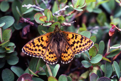 Boloria polaris