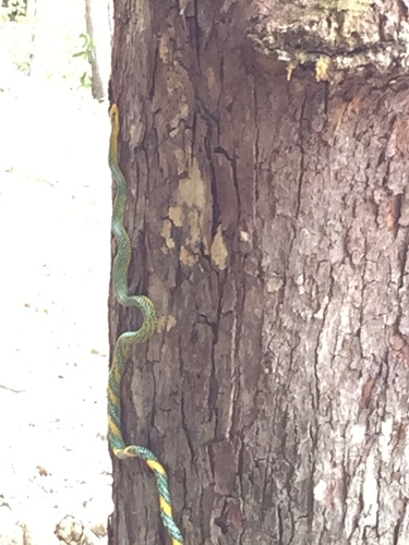 Rainbow Tree Snake
