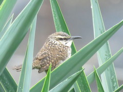 Campylorhynchus jocosus