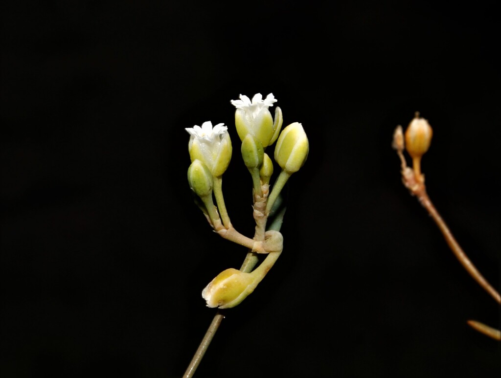 Drymaria ortegioides