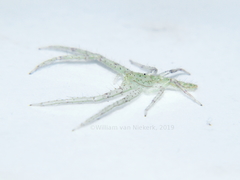 Oxytate argenteooculata