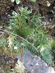 Selaginella lepidophylla