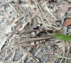 Trilophidia annulata