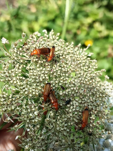 Common Red Soldier Beetle