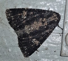 Condica dolorosa