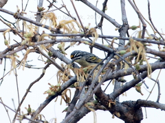 Pogoniulus chrysoconus