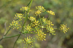 Foeniculum vulgare