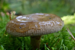 Paxillus involutus