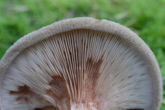 Paxillus involutus
