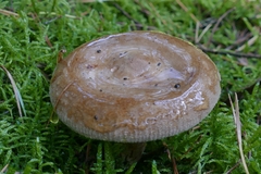 Paxillus involutus