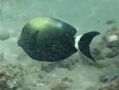 Acanthurus auranticavus