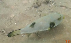 Arothron immaculatus