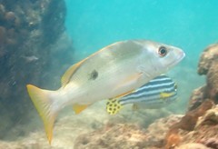 Lutjanus monostigma