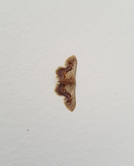 Idaea gemmaria