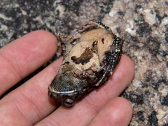 Sclerophrys pusilla