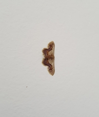 Idaea gemmaria