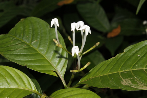 Cheakyberry (Palicourea domingensis)