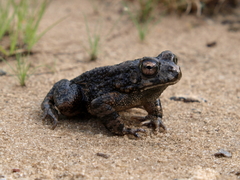 Sclerophrys pusilla
