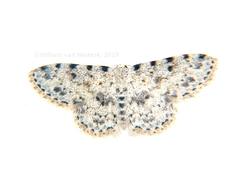Scopula nigrinotata