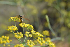Foeniculum vulgare