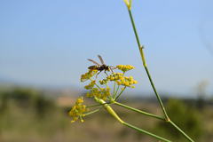 Foeniculum vulgare