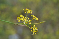 Foeniculum vulgare