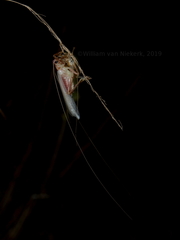 Niphetogryllacris submutica