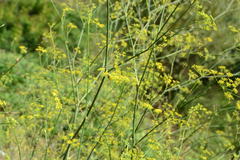 Foeniculum vulgare