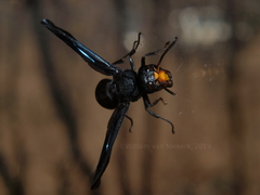 Synagris analis