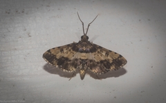 Nacoleia amphicedalis