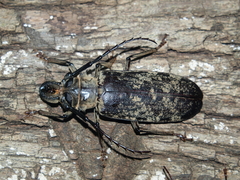 Tithoes frontalis