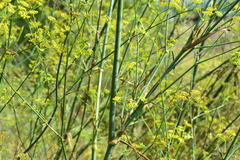 Foeniculum vulgare