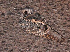 Caprimulgus longipennis