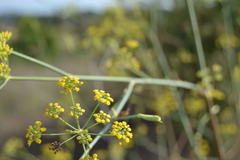 Foeniculum vulgare